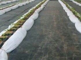 Tissu géotextile pour le drainage en PET destiné à la désherbage et à la rétention d'eau
